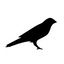KSM